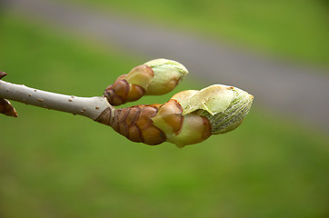 Image showing Bud