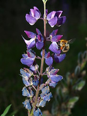 Image showing Bee in flower