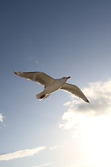 Image showing Flying seagull