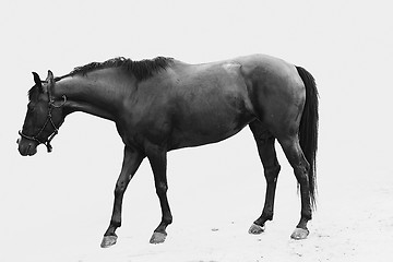 Image showing Horse