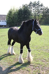 Image showing Black Clydesdale