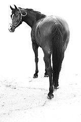 Image showing Horse