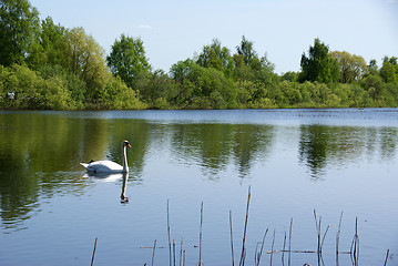 Image showing Swan on lake