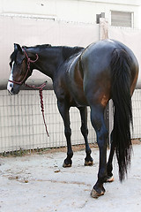 Image showing Horse