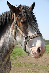 Image showing Head of horse