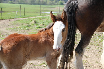 Image showing Looking foal