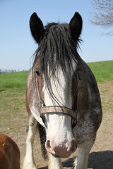 Image showing Brown clydesdale looking