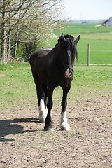 Image showing Black horse standing, front