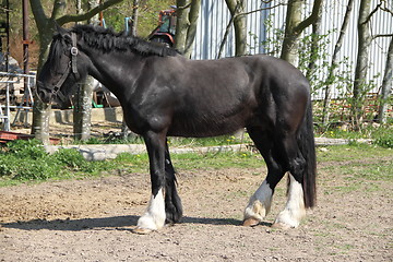 Image showing Black horse standing. Side