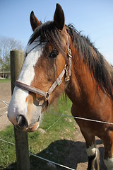 Image showing white muzzle