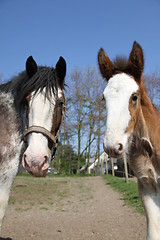 Image showing Horses looking