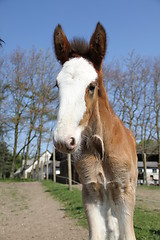 Image showing Clydesdale foal