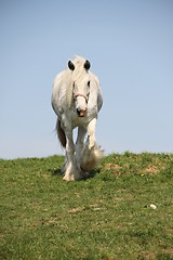 Image showing walking white clydesdale