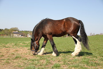 Image showing Brown horse eating grass