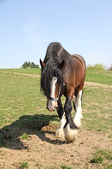 Image showing Brown horse walking