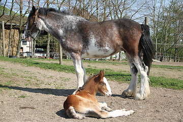 Image showing Horse with foal