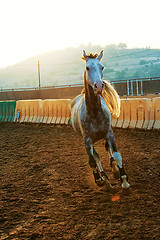 Image showing Horse running