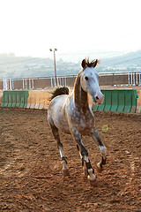 Image showing Horse running