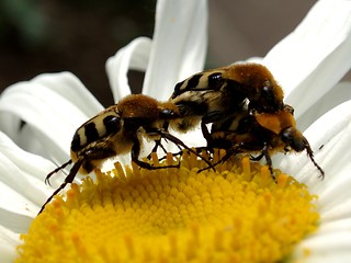 Image showing Bugs