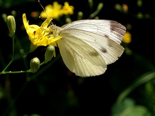 Image showing Butterfly