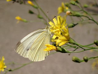 Image showing Butterfly