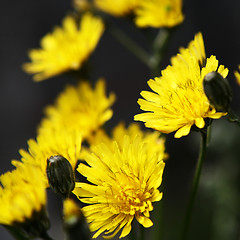 Image showing Dandelion