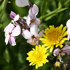 Image showing Dandelion and friends