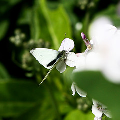 Image showing Butterfly 