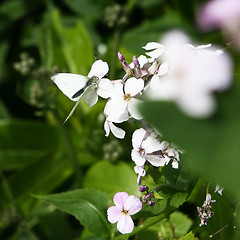 Image showing Butterfly and Flowers