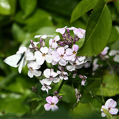 Image showing White Butterfly and Flowers