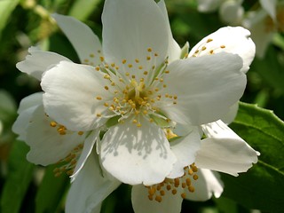 Image showing White Blossom