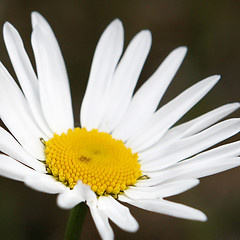 Image showing Daisy