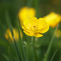 Image showing Golden Buttercup