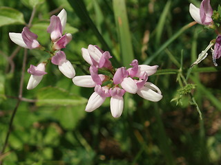 Image showing Wild flower