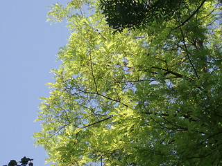 Image showing Tree and sky