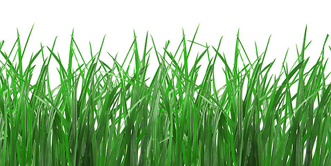 Image showing Green Grass Isolated on White