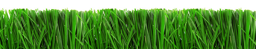 Image showing Green Grass Isolated on White