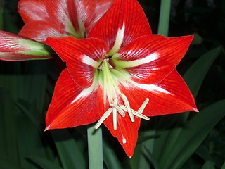 Image showing Red flower