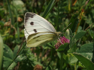 Image showing Butterfly