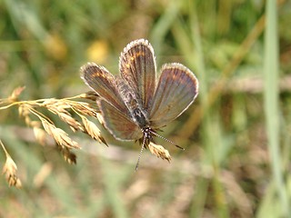 Image showing Butterfly