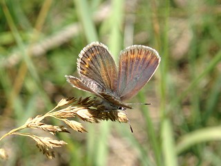 Image showing Butterfly