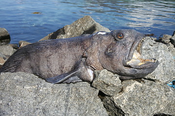 Image showing Wolffish, Anarhichas lupus. A perciform fish