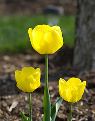 Image showing 3 Yellow Tulips