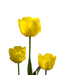 Image showing Yellow Tulips Isolated