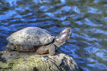 Image showing Tortoise Sunbathing by the Pond