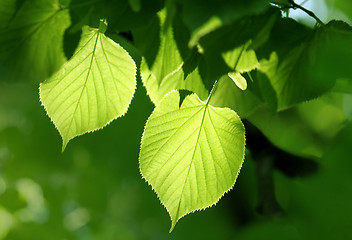 Image showing green foliage glowing in sunlight