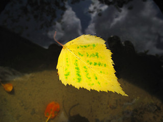 Image showing autumn leaf in water  