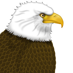 Image showing American Bald Eagle Portrait