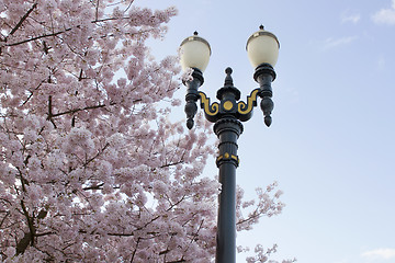 Image showing Cherry Blossoms Lamp Post Against Blue Sky