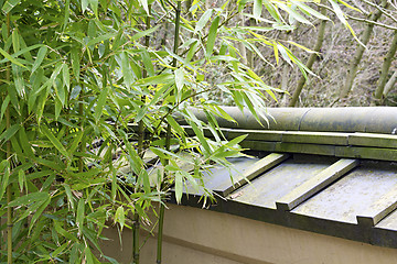 Image showing Bamboo Plants in Japanese Garden